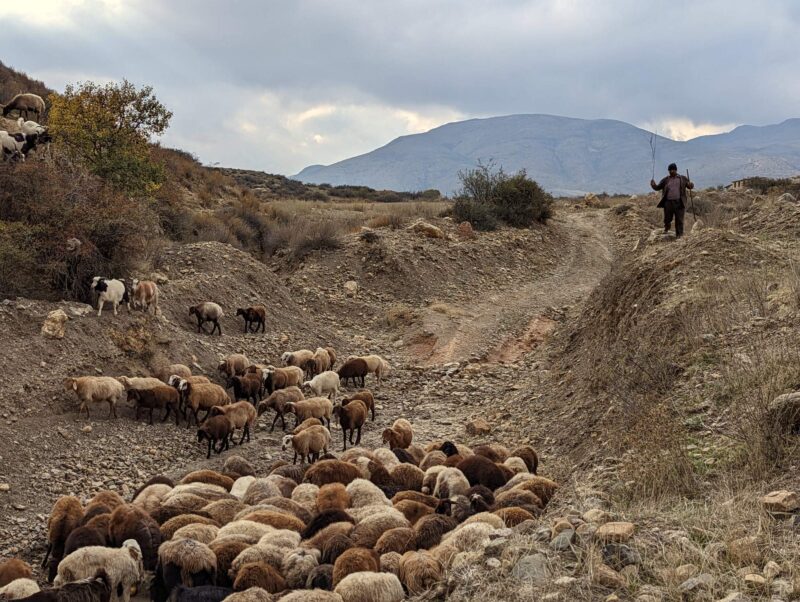 mazandaran shephard seyyed mahmud abolghasemi iran from village of ghaleh sar