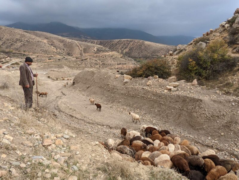 mazandaran shephard seyyed mahmud abolghasemi iran from village of ghaleh sar