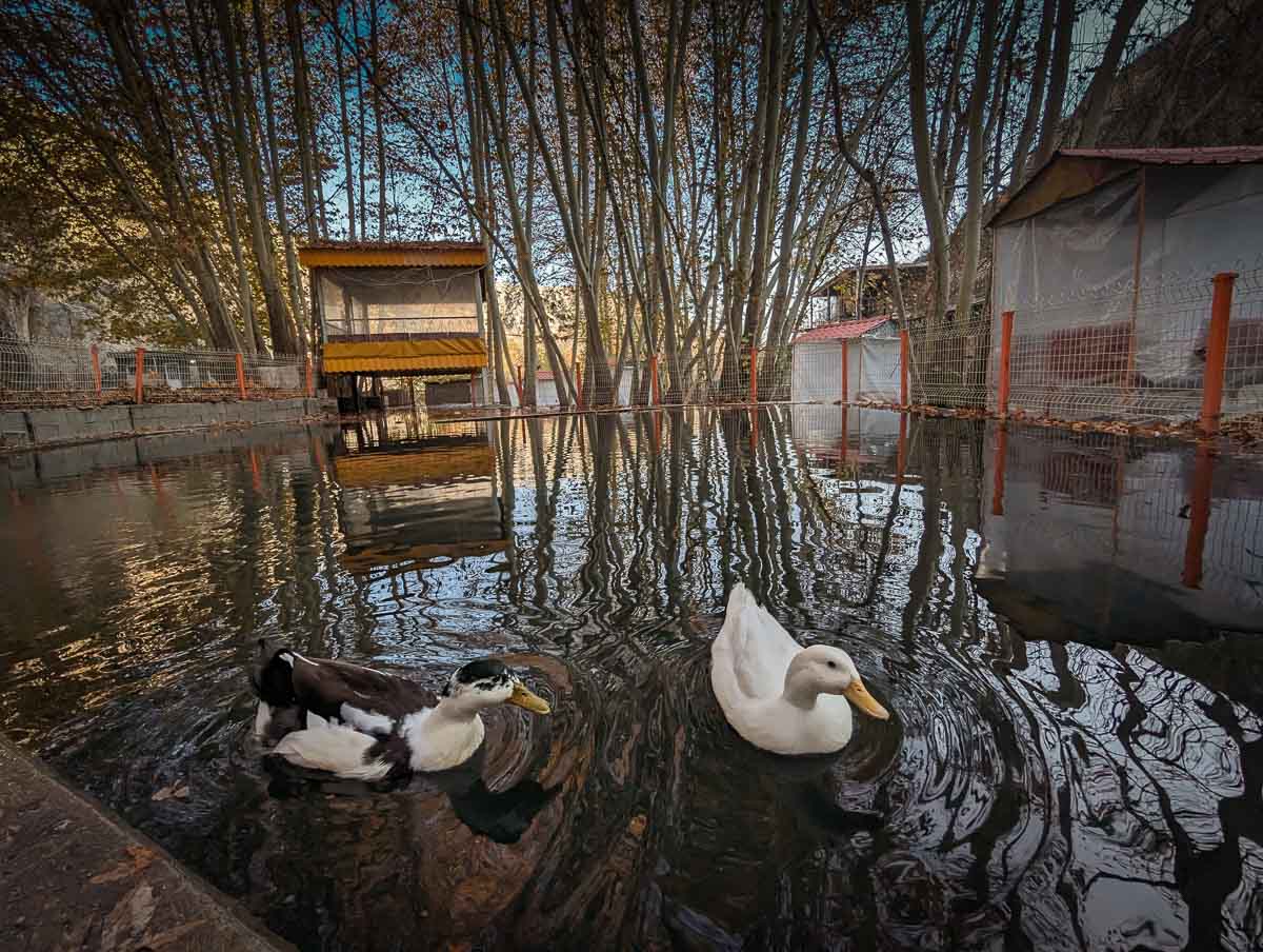 Ducks and pool at outdoor restaurant in Binalud Moutain Range area, west of Mashhad, Razavi Khorsan Province, Iran. Copyright Ali Torkzadeh, Escapefromtehran.com